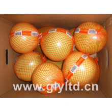 Fresh Honey Pomelo 2015 Crop High Quality